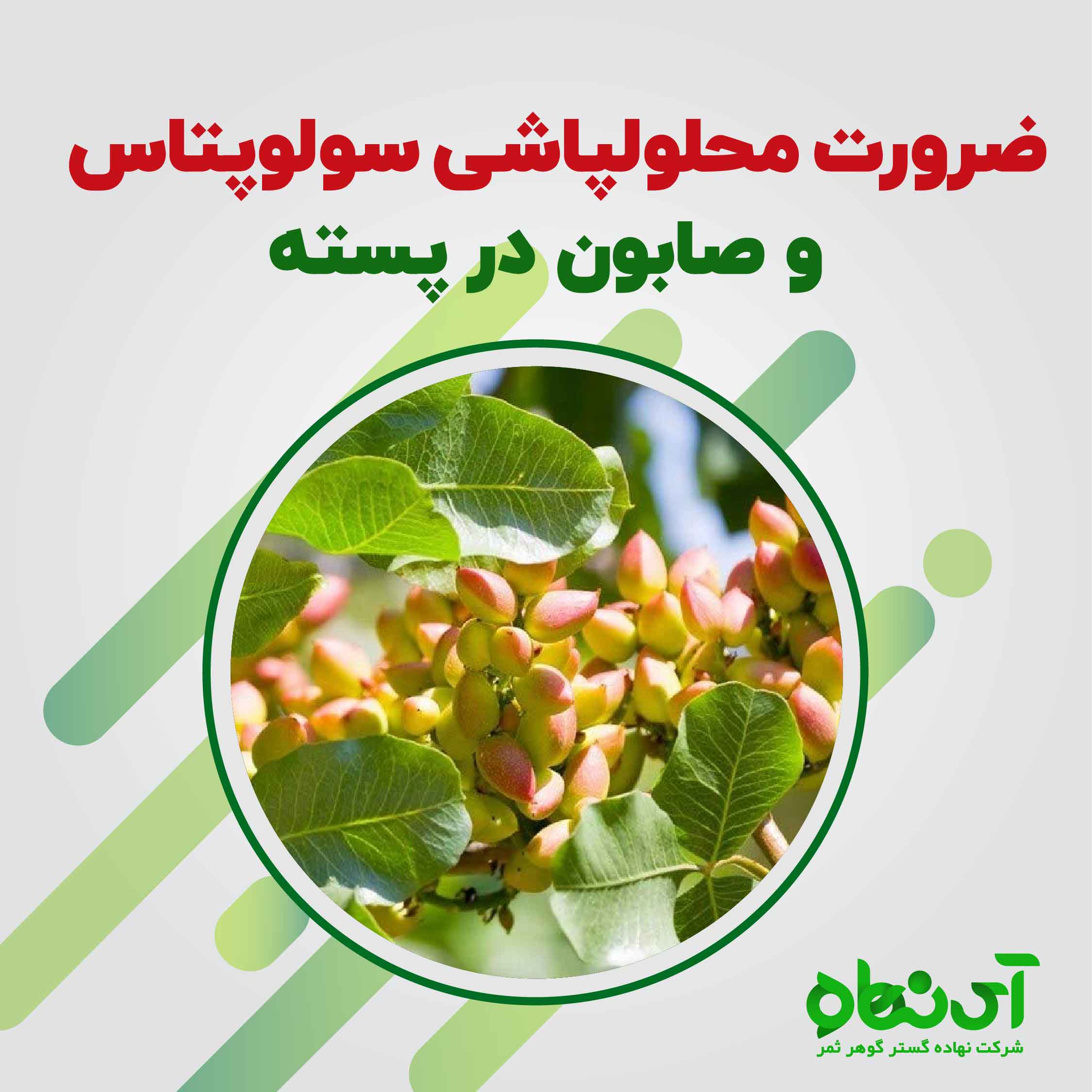 ضرورت محلولپاشی سولوپتاس و صابون در پسته